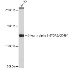 Western Blot - Anti-Integrin alpha 6 Antibody [ARC51523] (A306270) - Antibodies.com