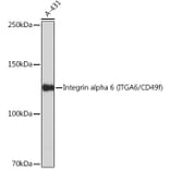 Western Blot - Anti-Integrin alpha 6 Antibody [ARC51523] (A306270) - Antibodies.com