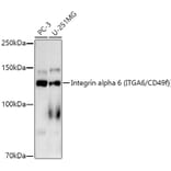 Western Blot - Anti-Integrin alpha 6 Antibody [ARC51524] (A306271) - Antibodies.com