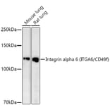 Western Blot - Anti-Integrin alpha 6 Antibody [ARC51524] (A306271) - Antibodies.com