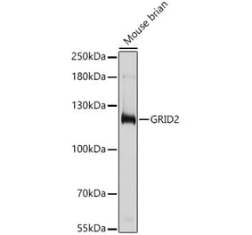 Western Blot - Anti-GRID2 Antibody (A306272) - Antibodies.com