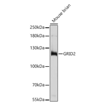 Western Blot - Anti-GRID2 Antibody (A306272) - Antibodies.com