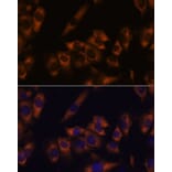 Immunofluorescence - Anti-GRID2 Antibody (A306272) - Antibodies.com