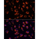 Immunofluorescence - Anti-GRID2 Antibody (A306272) - Antibodies.com