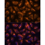 Immunofluorescence - Anti-GRID2 Antibody (A306272) - Antibodies.com