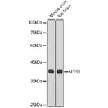 Western Blot - Anti-Meis homeobox 3/MEIS3 Antibody (A306273) - Antibodies.com