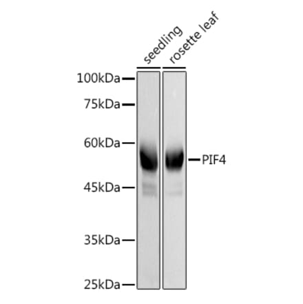 Western Blot - Anti-PIF4 Antibody (A306274) - Antibodies.com