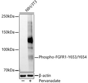 Western Blot - Anti-FGFR1 (phospho Tyr653 + Tyr654) Antibody (A306275) - Antibodies.com