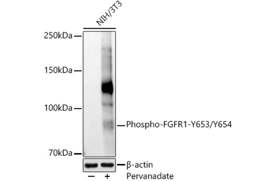 Western Blot - Anti-FGFR1 (phospho Tyr653 + Tyr654) Antibody (A306275) - Antibodies.com