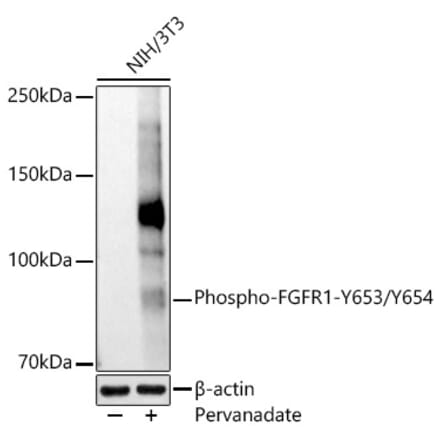 Western Blot - Anti-FGFR1 (phospho Tyr653 + Tyr654) Antibody (A306275) - Antibodies.com