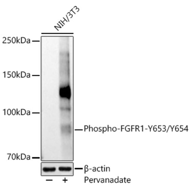 Western Blot - Anti-FGFR1 (phospho Tyr653 + Tyr654) Antibody (A306275) - Antibodies.com