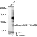 Western Blot - Anti-FGFR1 (phospho Tyr653 + Tyr654) Antibody (A306275) - Antibodies.com