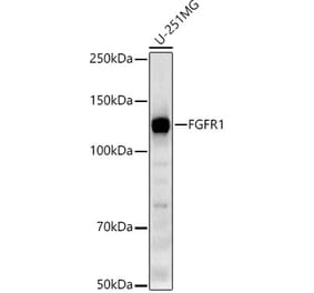 Western Blot - Anti-FGFR1 Antibody [ARC53424] (A306276) - Antibodies.com