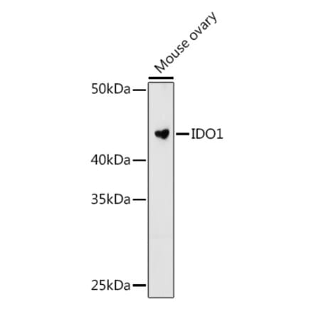 Western Blot - Anti-Indoleamine 2, 3-dioxygenase Antibody [ARC0560] (A306280) - Antibodies.com