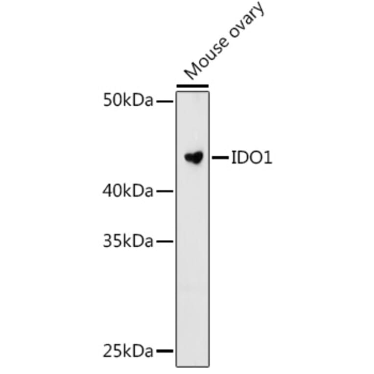 Western Blot - Anti-Indoleamine 2, 3-dioxygenase Antibody [ARC0560] (A306280) - Antibodies.com