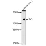 Western Blot - Anti-Indoleamine 2, 3-dioxygenase Antibody [ARC0560] (A306280) - Antibodies.com