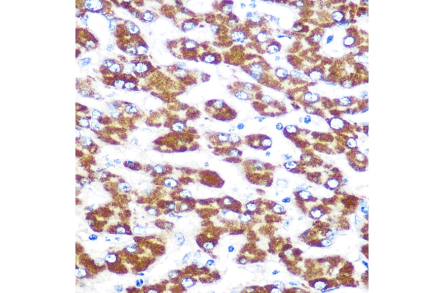 Immunohistochemistry - Anti-Indoleamine 2, 3-dioxygenase Antibody [ARC0560] (A306280) - Antibodies.com
