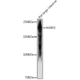 Western Blot - Anti-N4BP2 Antibody (A306286) - Antibodies.com