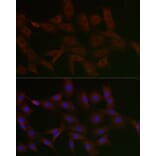 Immunofluorescence - Anti-N4BP2 Antibody (A306286) - Antibodies.com