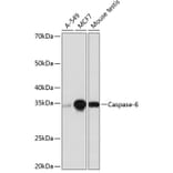 Western Blot - Anti-Caspase-6/CASP-6 Antibody [ARC0038] (A306289) - Antibodies.com
