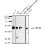 Western Blot - Anti-mH2A1 Antibody (A306291) - Antibodies.com