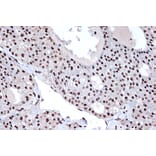 Immunohistochemistry - Anti-mH2A1 Antibody [ARC1396] (A306292) - Antibodies.com