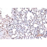 Immunohistochemistry - Anti-mH2A1 Antibody [ARC1396] (A306292) - Antibodies.com