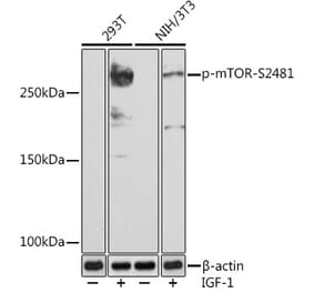 Western Blot - Anti-mTOR (phospho Ser2481) Antibody [ARC1522] (A306293) - Antibodies.com