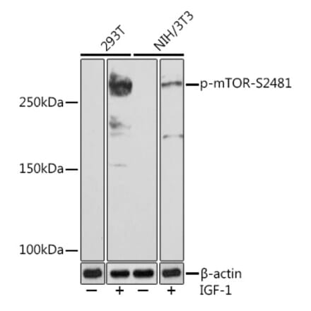 Western Blot - Anti-mTOR (phospho Ser2481) Antibody [ARC1522] (A306293) - Antibodies.com