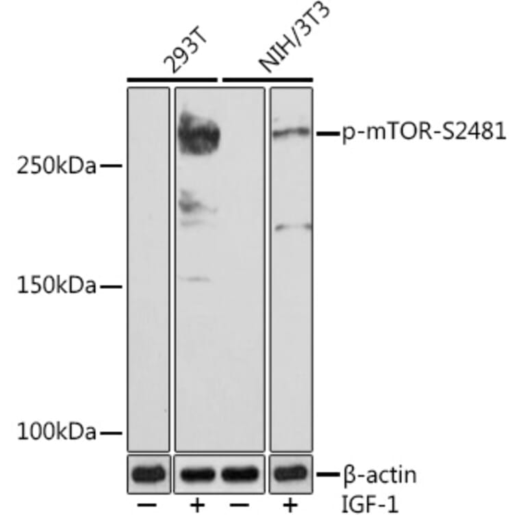 Western Blot - Anti-mTOR (phospho Ser2481) Antibody [ARC1522] (A306293) - Antibodies.com