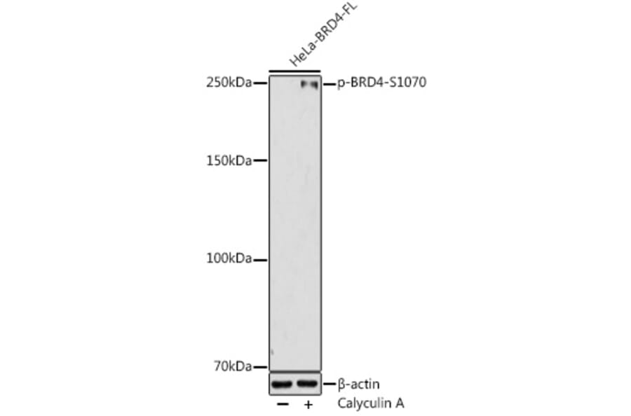 Western Blot - Anti-Brd4 (phospho Ser1070) Antibody (A306294) - Antibodies.com