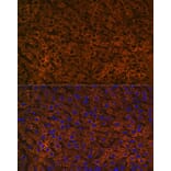 Immunofluorescence - Anti-CPS1 Antibody [ARC0929] (A306295) - Antibodies.com