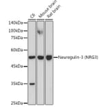 Western Blot - Anti-NRG3 Antibody [ARC2289] (A306297) - Antibodies.com