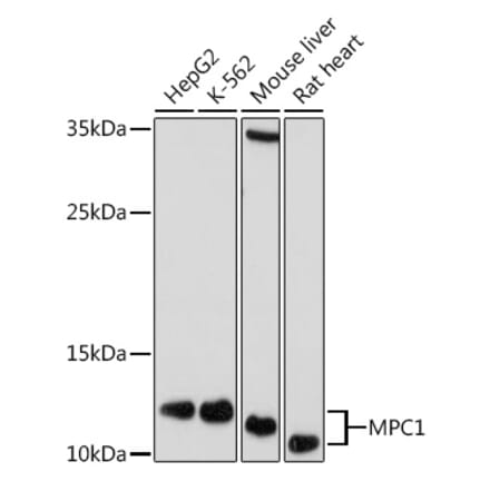 Western Blot - Anti-MPC1 Antibody (A306298) - Antibodies.com