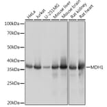 Western Blot - Anti-MDH1 Antibody [ARC1692] (A306299) - Antibodies.com