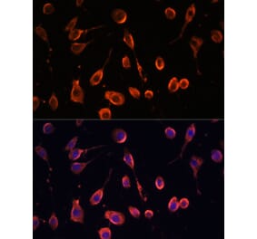 Immunofluorescence - Anti-MT-ATP6 Antibody (A306301) - Antibodies.com