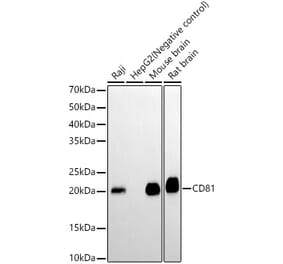 Western Blot - Anti-CD81 Antibody (A306308) - Antibodies.com