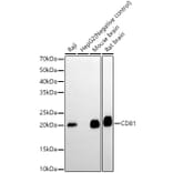 Western Blot - Anti-CD81 Antibody [ARC0615] (A306308) - Antibodies.com
