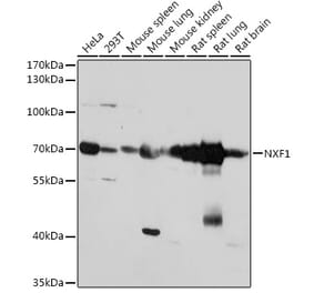 Western Blot - Anti-NXF1 Antibody (A306312) - Antibodies.com