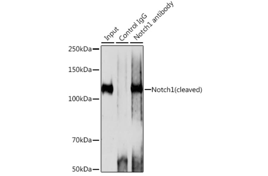 Western Blot - Anti-Notch1 Antibody [ARC0285] (A306313) - Antibodies.com