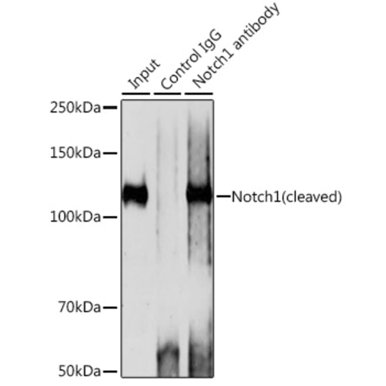 Western Blot - Anti-Notch1 Antibody [ARC0285] (A306313) - Antibodies.com