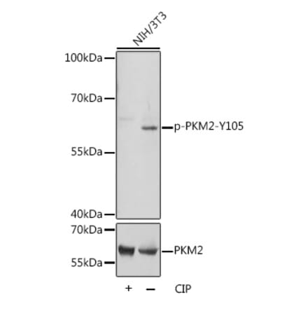 Western Blot - Anti-PKM2 (Phospho Y105) Antibody (A306314) - Antibodies.com