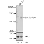 Western Blot - Anti-PKM2 (Phospho Y105) Antibody (A306314) - Antibodies.com