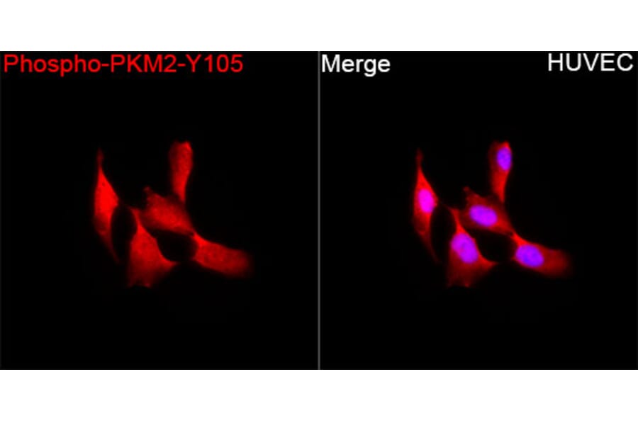 Immunofluorescence - Anti-PKM2 (Phospho Y105) Antibody (A306314) - Antibodies.com