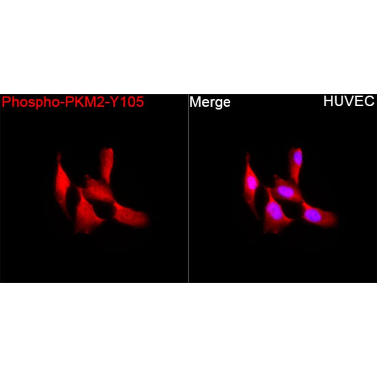 Immunofluorescence - Anti-PKM2 (Phospho Y105) Antibody (A306314) - Antibodies.com