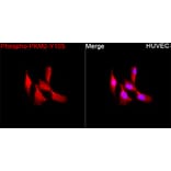 Immunofluorescence - Anti-PKM2 (Phospho Y105) Antibody (A306314) - Antibodies.com