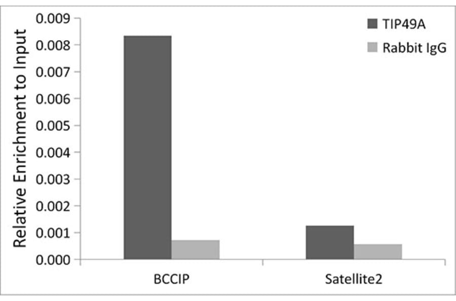 Chromatin Immunoprecipitation - Anti-TIP49A Antibody [ARC1247] (A306321) - Antibodies.com