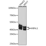 Western Blot - Anti-MBNL1 Antibody [ARC1199] (A306323) - Antibodies.com