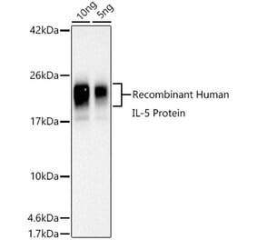 Western Blot - Anti-IL-5 Antibody (A306324) - Antibodies.com
