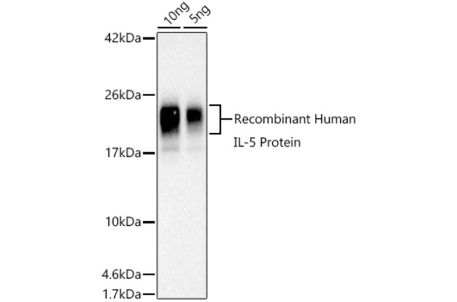 Western Blot - Anti-IL-5 Antibody (A306324) - Antibodies.com